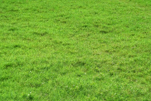 Soothing sight of bed of velvety green grass