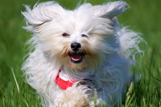 Havanese runs towards the camera with flying fur,in a green meadow. - Havanese runs with flying fur on the camera,in a green meadow.