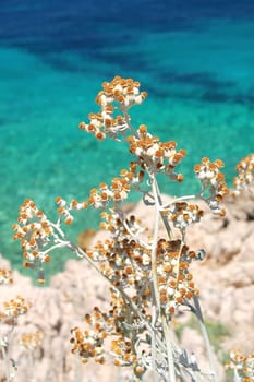 dalmatian rocky beach of adriatic sea  in croatia