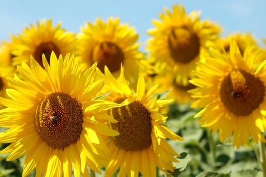 Sunflowers
