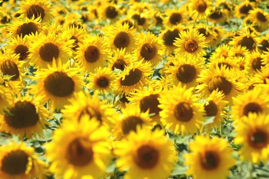 Sunflowers