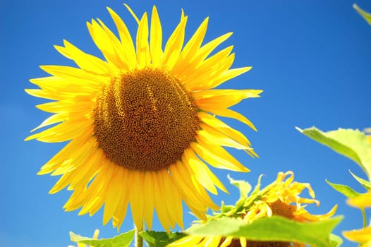 Sunlower
