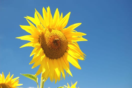 Sunlower