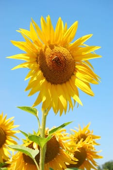 Sunlower