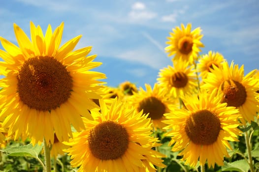Sunflowers