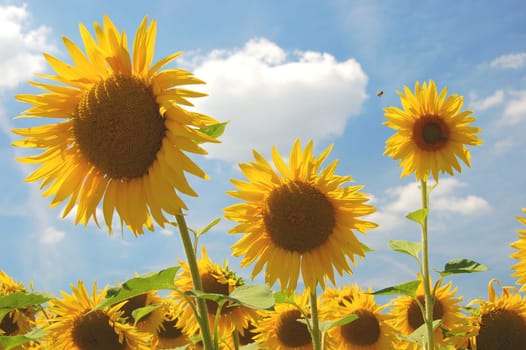 Sunflowers