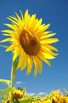 Sunlower