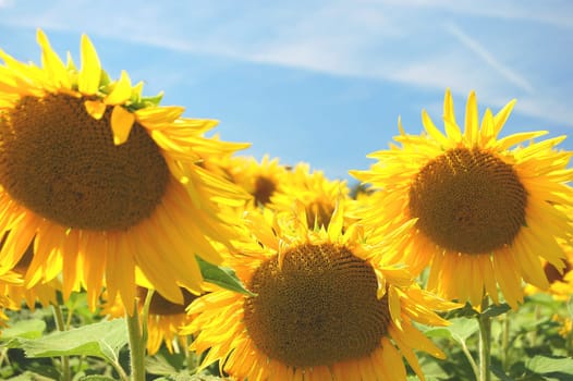 Sunflowers