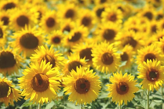 Sunflowers