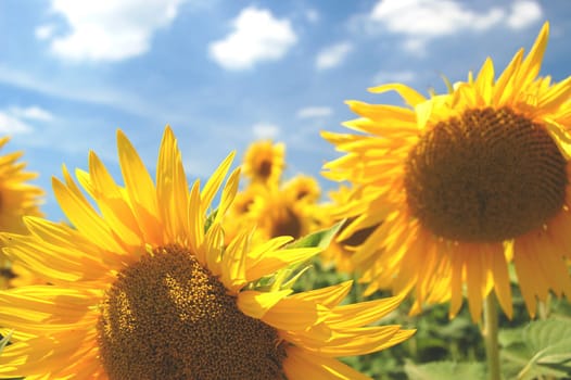 Sunflowers