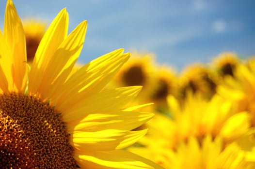 Sunflowers