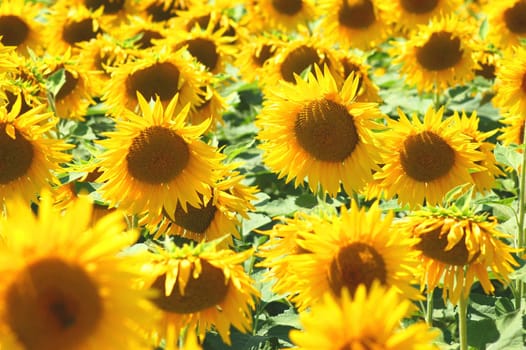 Sunflowers