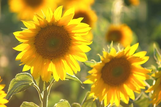 Sunflowers