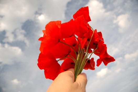 Poppy seed flowers