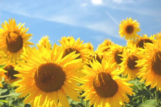 Sunflowers