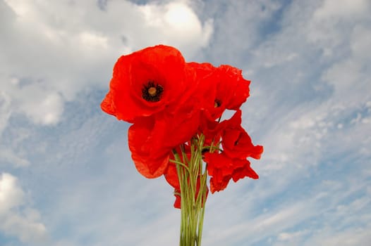 Poppy seed flowers