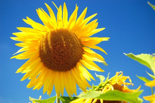 Sunlower