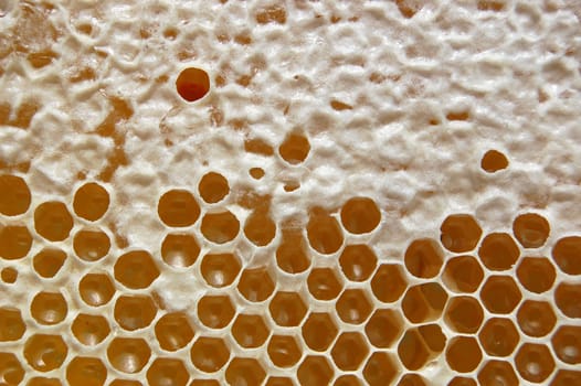 Honeycomb