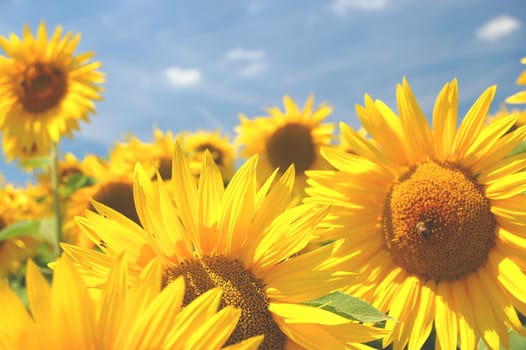 Sunflowers