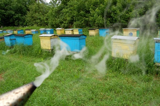 Apiary in springtime