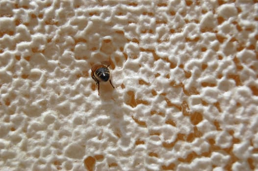 Bee on honeycomb