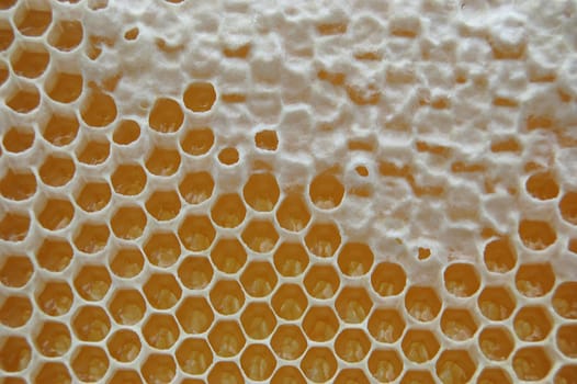Honeycomb