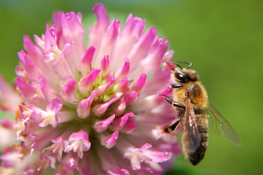 Bee on clover flower
