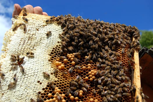bees on honeycomb frame