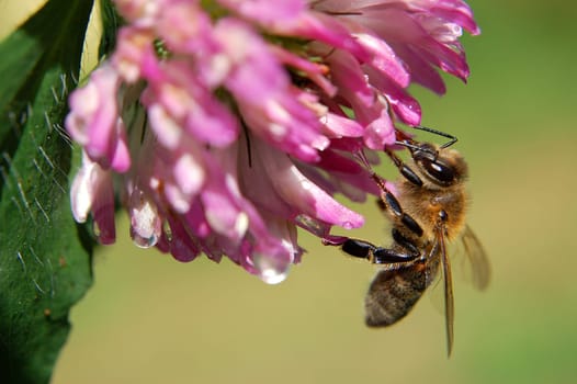 Bee on clover flower