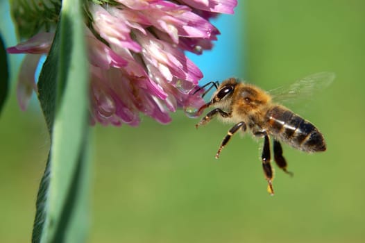 Bee on clover flower