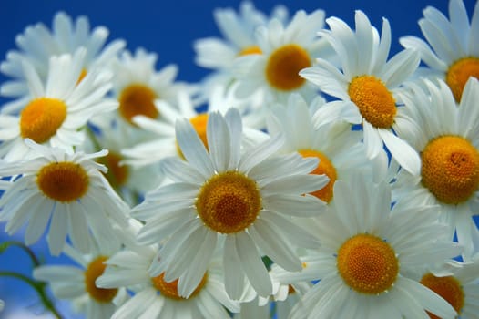 Camomile flowers against blue sky