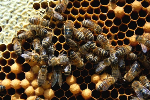 Bees on honeycomb
