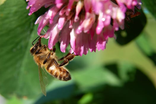 Bee on clover flower
