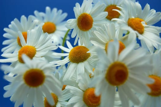 Camomile flowers against blue sky
