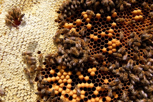Bees on honeycomb