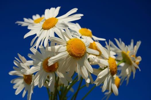 Camomile flowers against blue sky