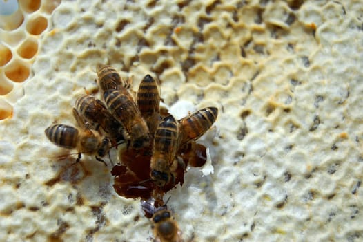 Bees on honeycomb