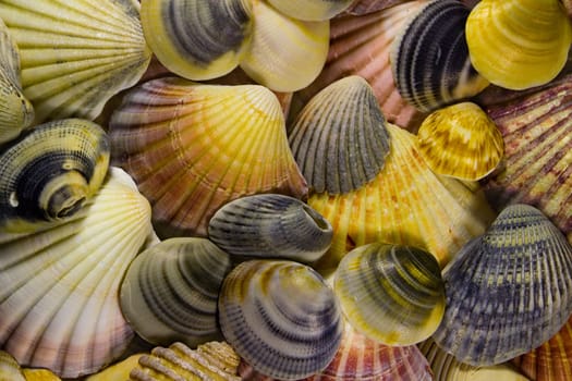 Lots of colourful shells in a mosaic
