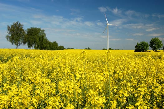Wind turbine on field of oil rapeseed