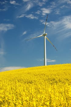Wind turbine on field of oil rapeseed