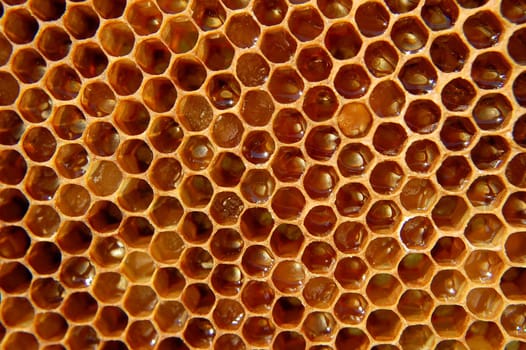 Honeycomb