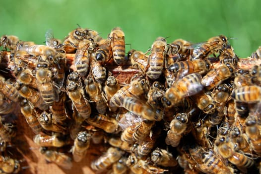 Bees on honeycomb