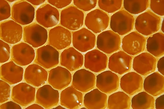 Honeycomb
