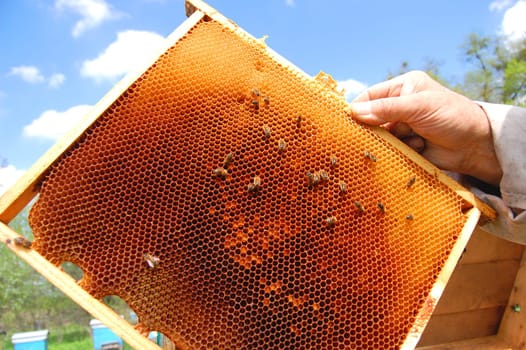 bees on honeycomb frame