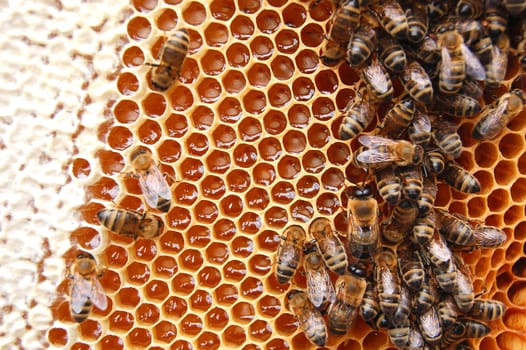 Bees on honeycomb