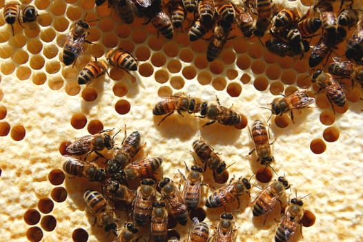 Bees on honeycomb