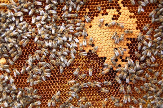 Bees on honeycomb