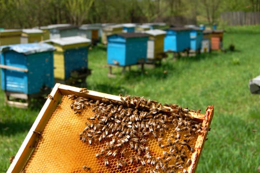 bees on honeycomb