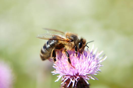 Bee on thistle flower