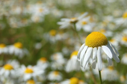 Camomile meadow